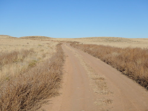 GDMBR: The Dark-Brown Bushes are all Goathead Thorn Bushes.